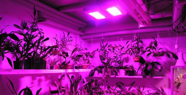 LED植物生长星空(中国)效果图